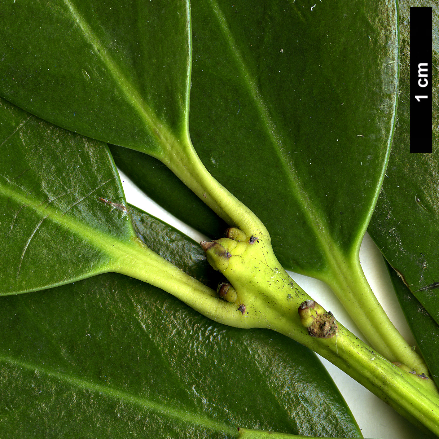 High resolution image: Family: Aquifoliaceae - Genus: Ilex - Taxon: ×wandoensis (I.cornuta × I.integra)